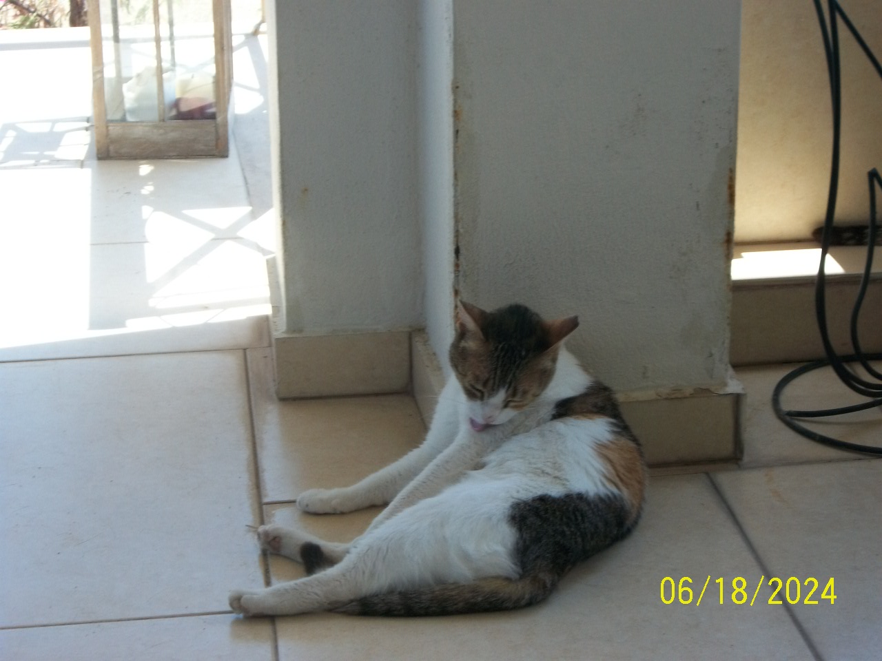Cleopatra