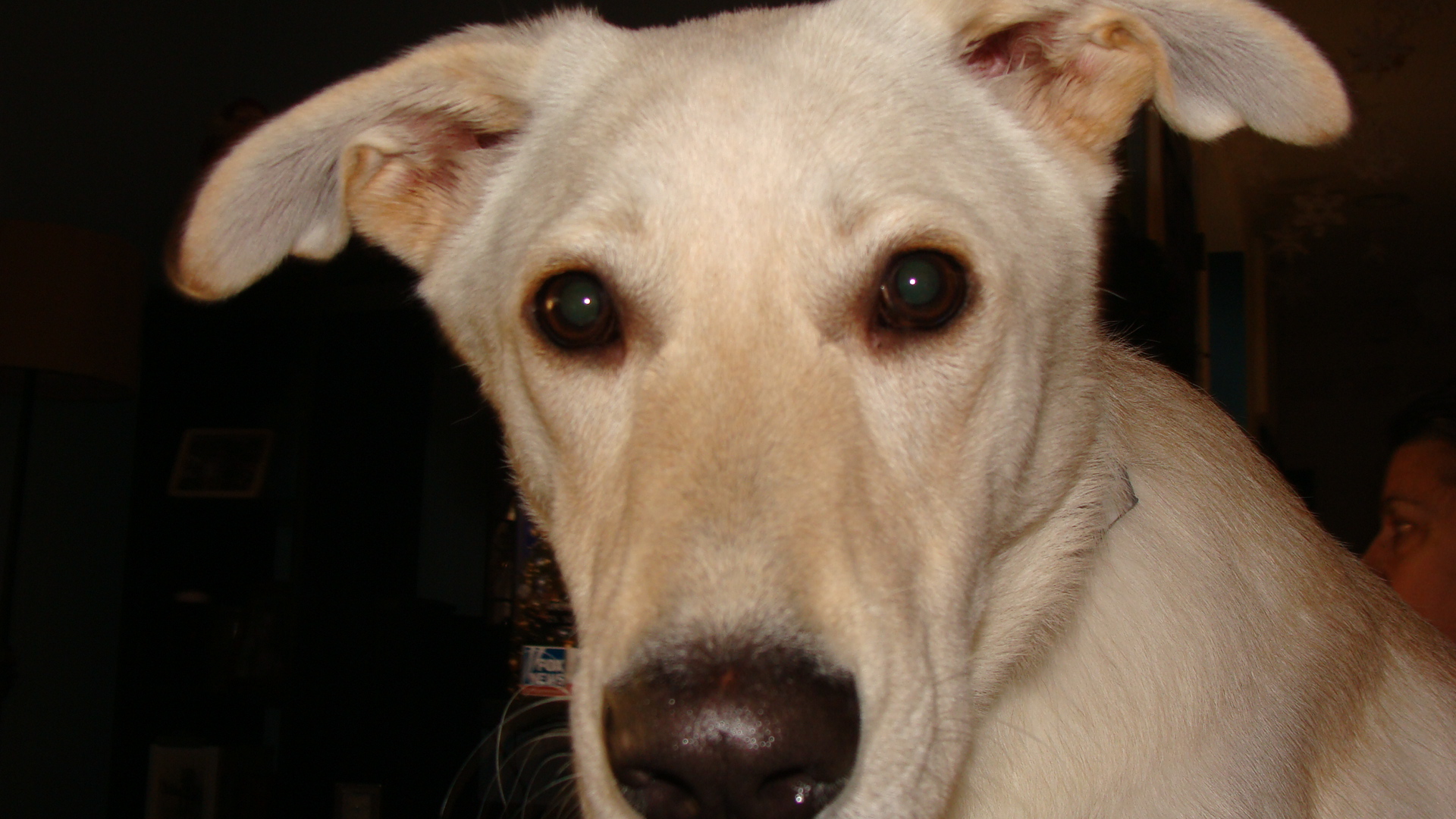 Murray