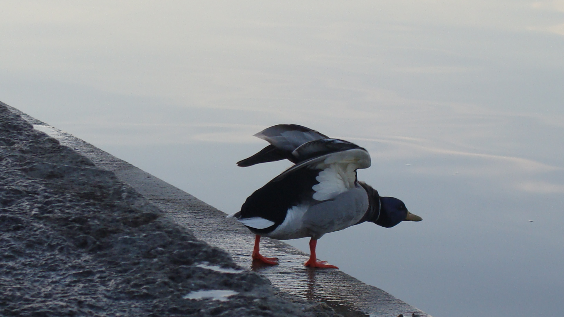 Duck