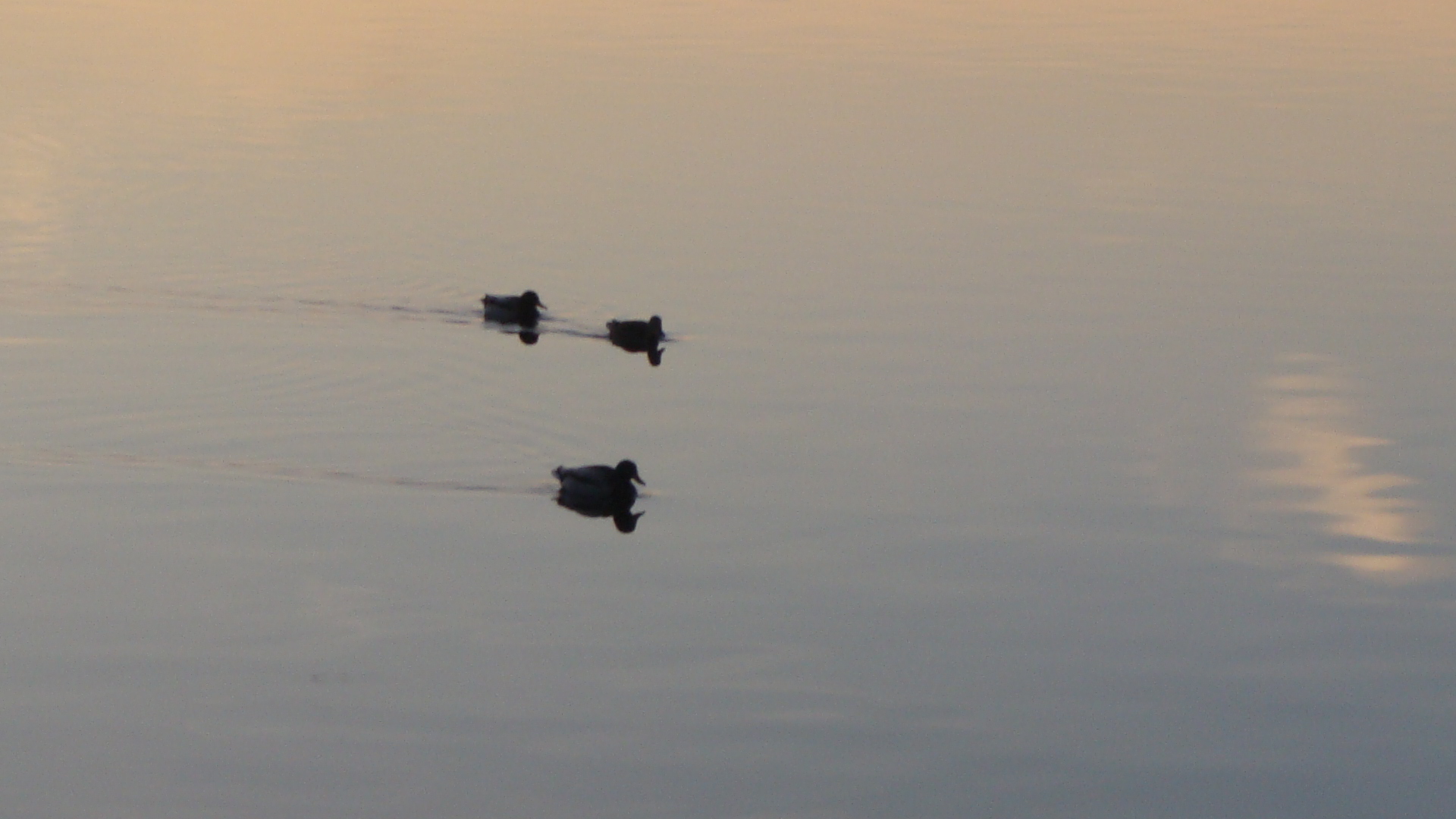 Ducks