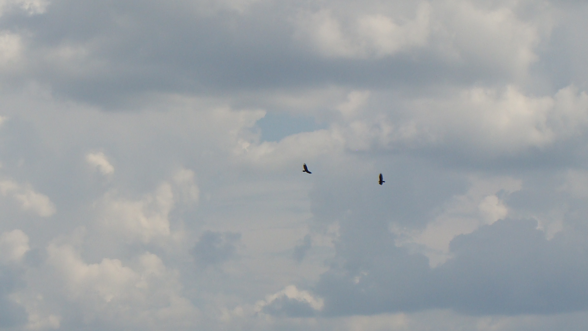 Birds at Canyon