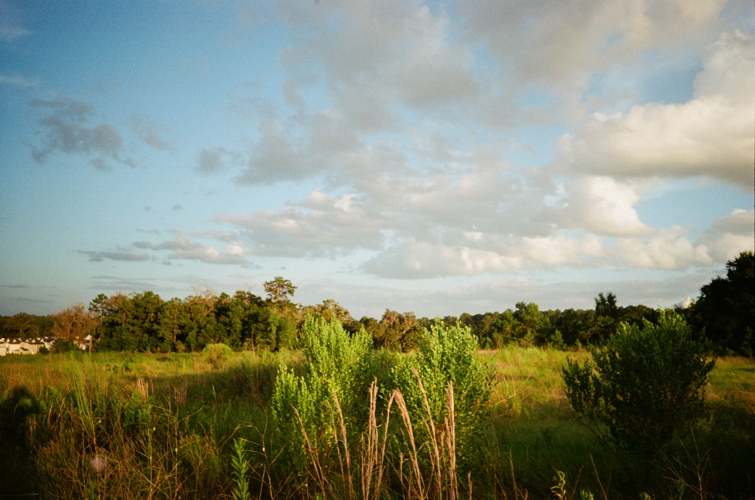 Canopy 4