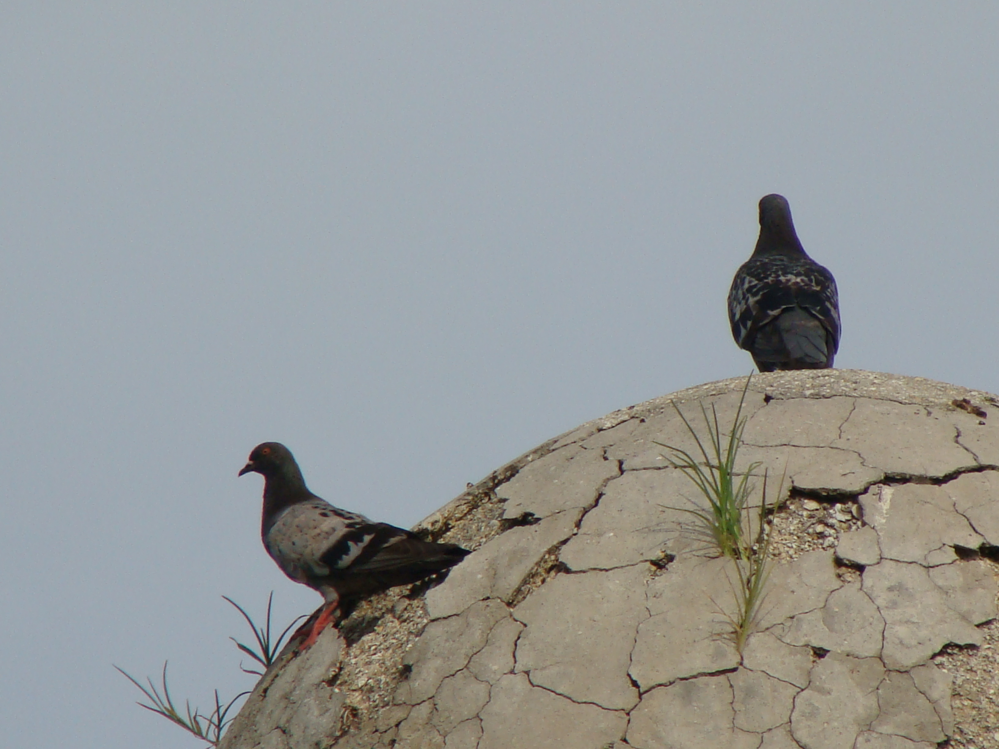 Castillo Pigeons