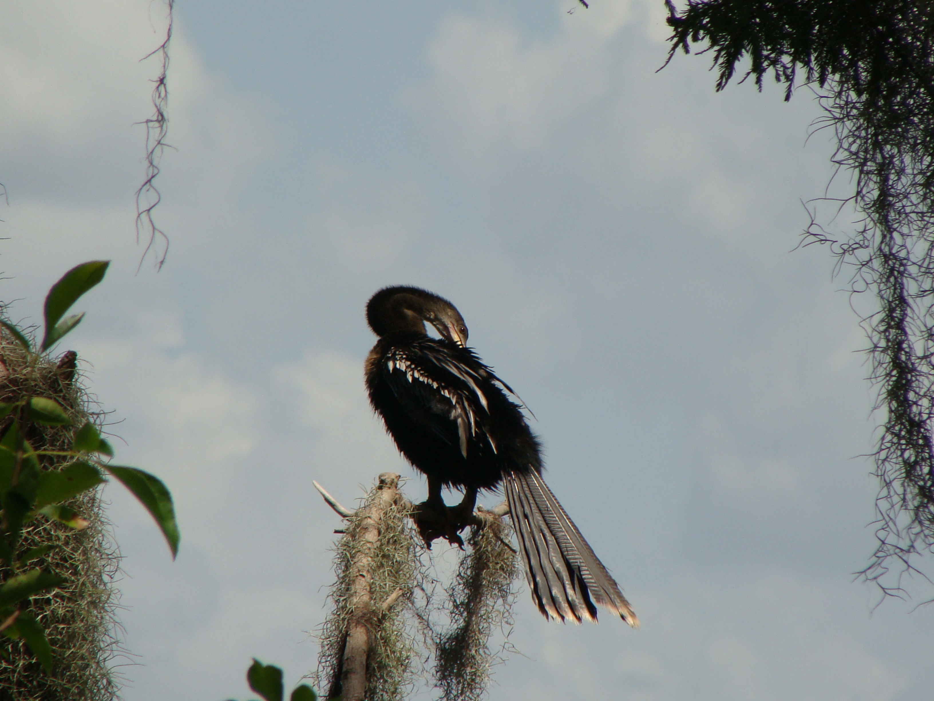 Anhinga