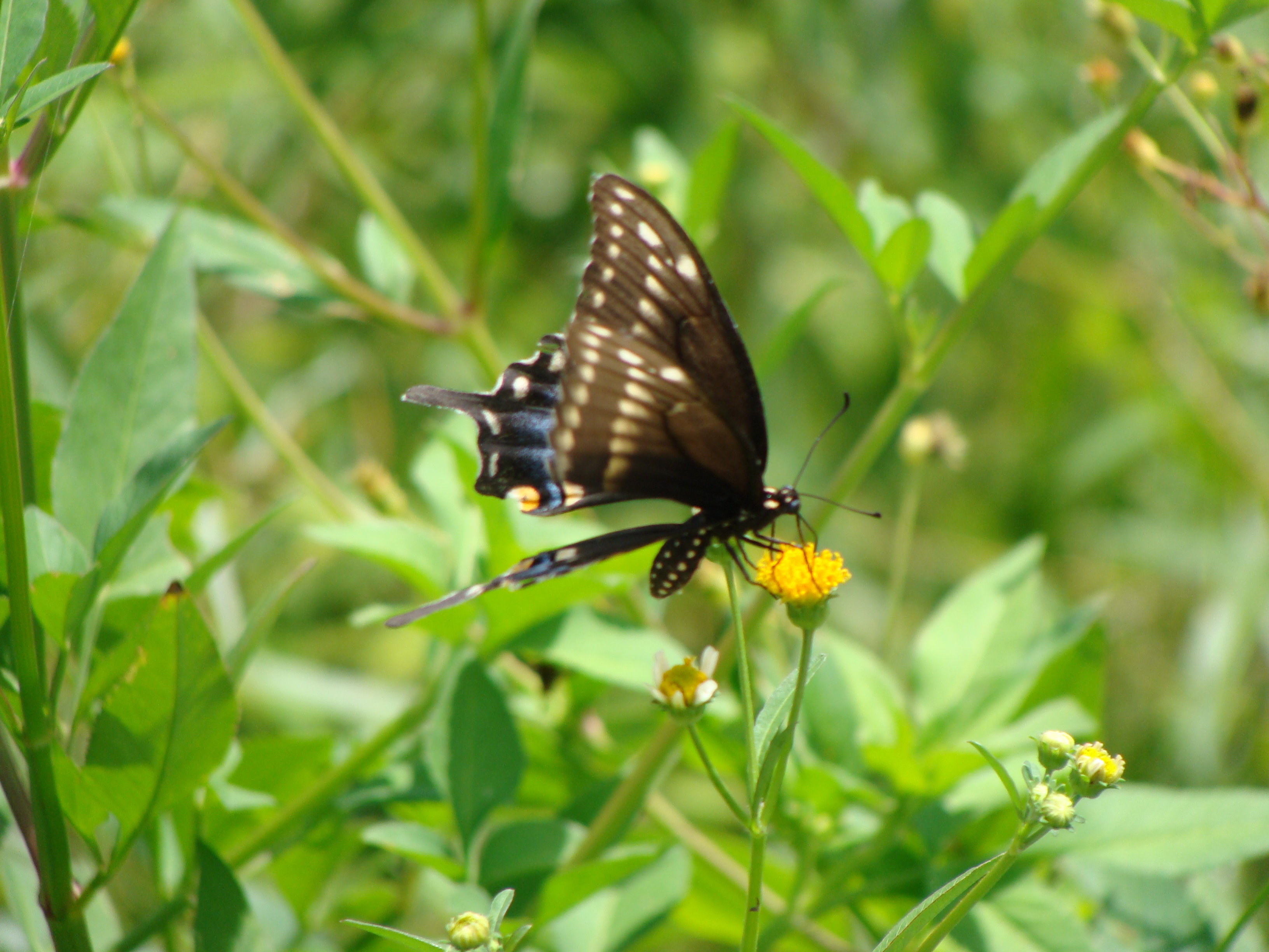 Butterfly 2
