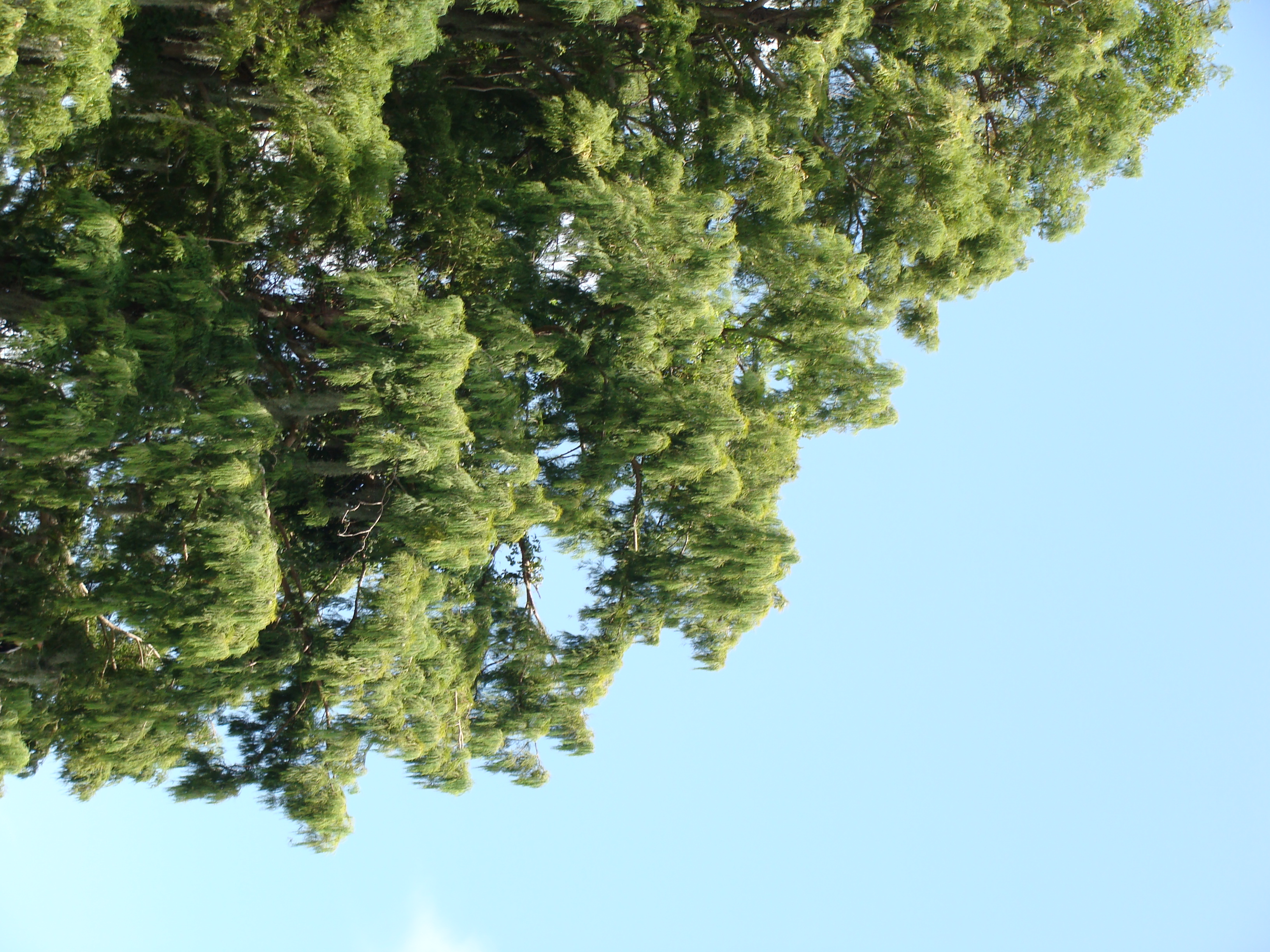 Cypress