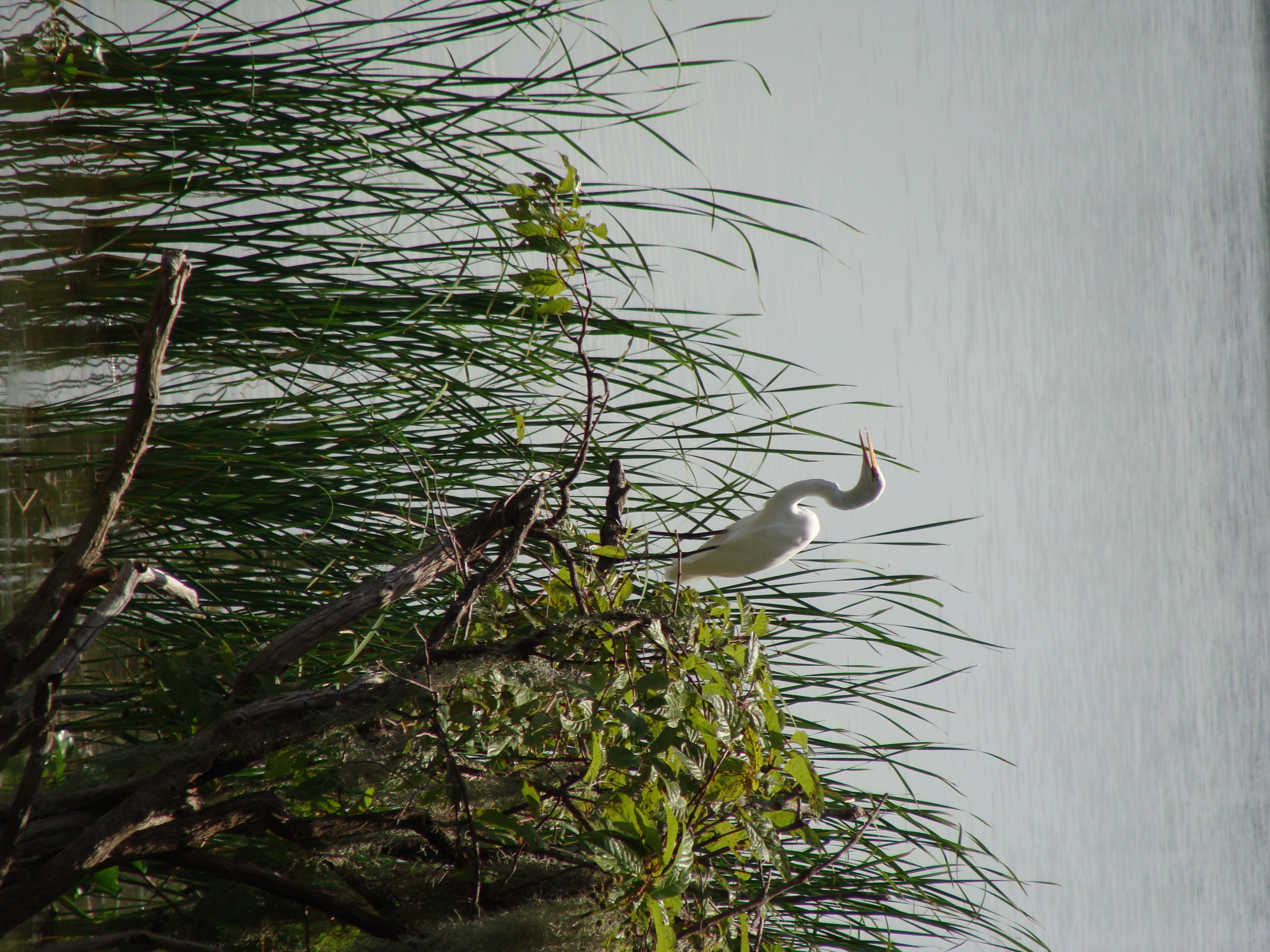 Egret