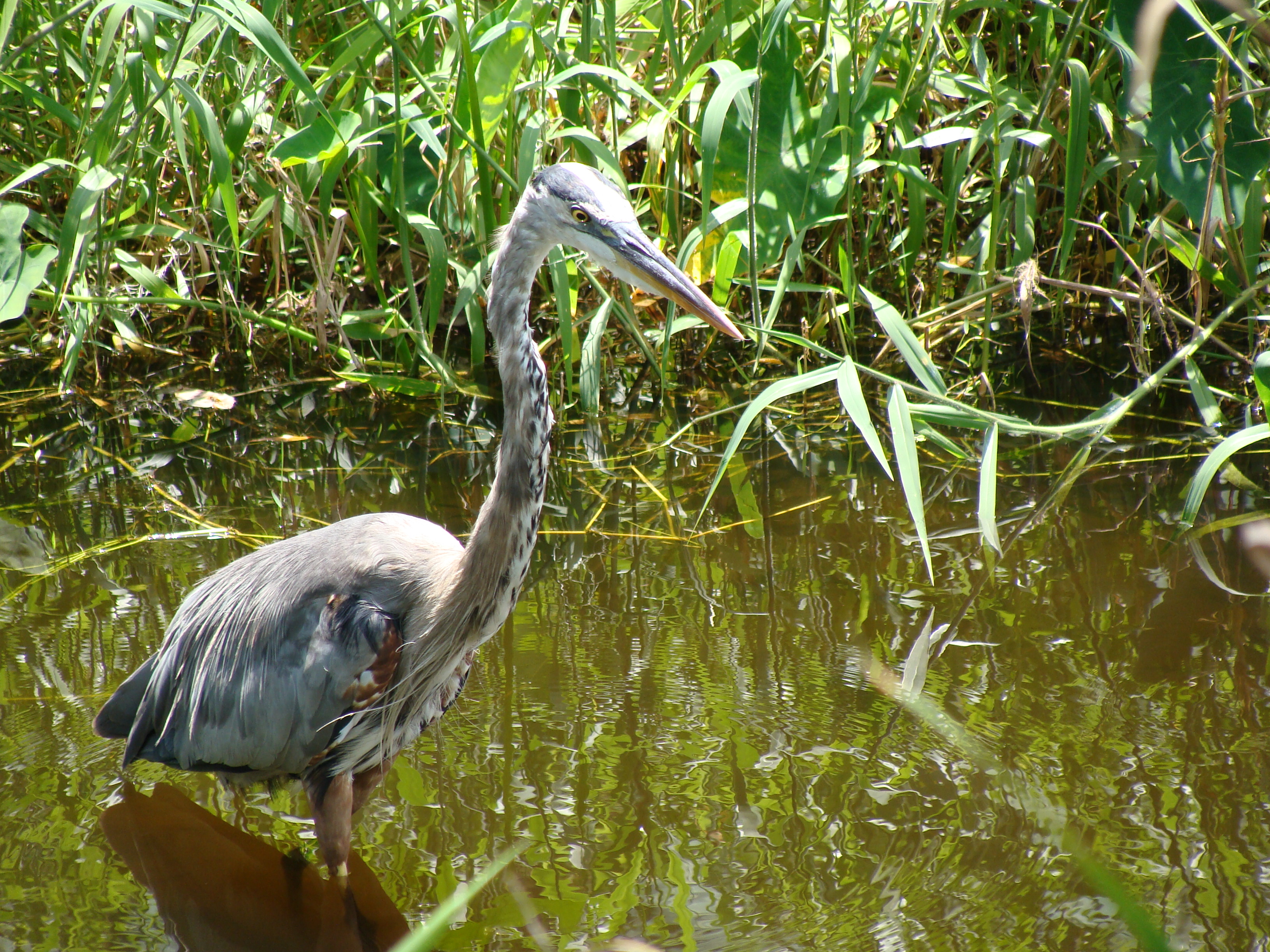 Heron
