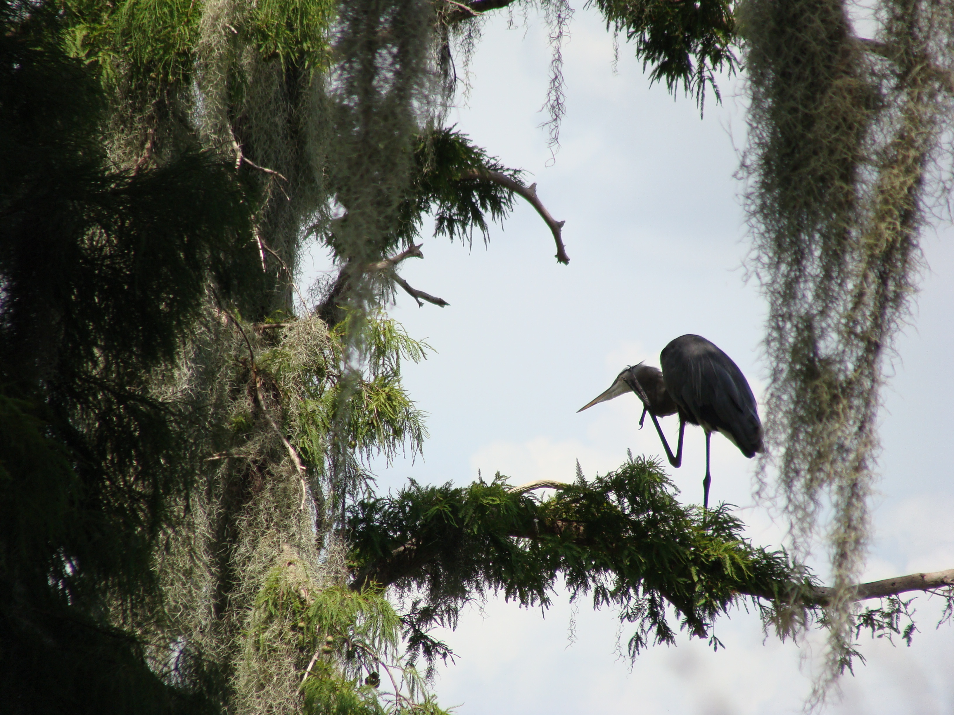 Heron 3
