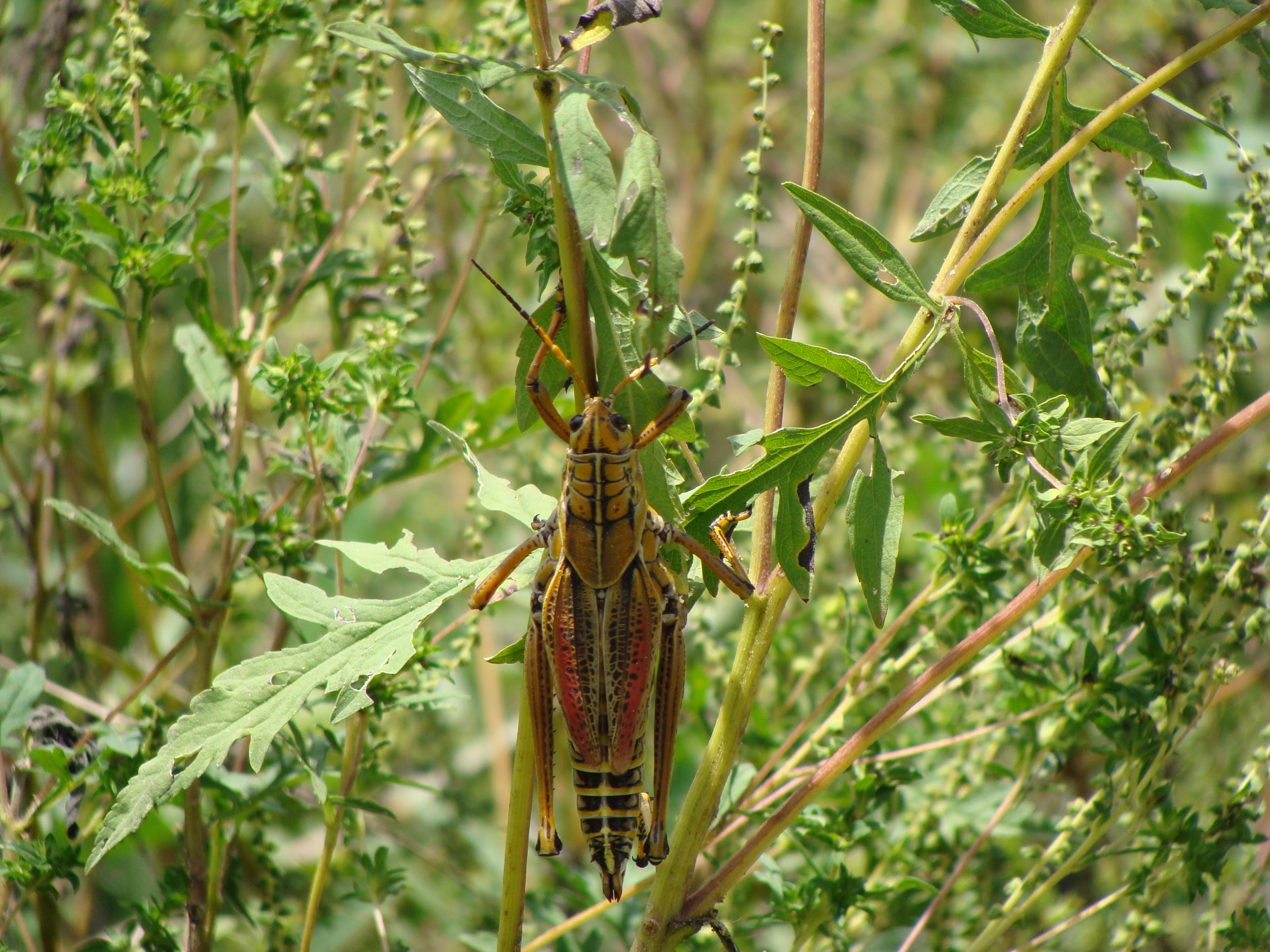 Locust