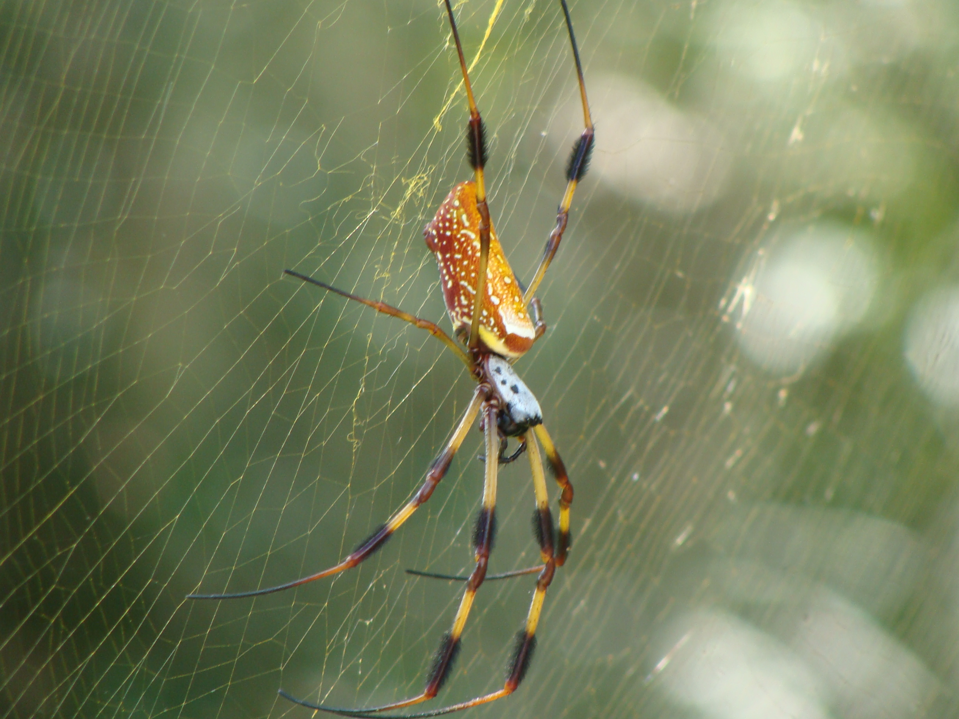 Orb Weaver