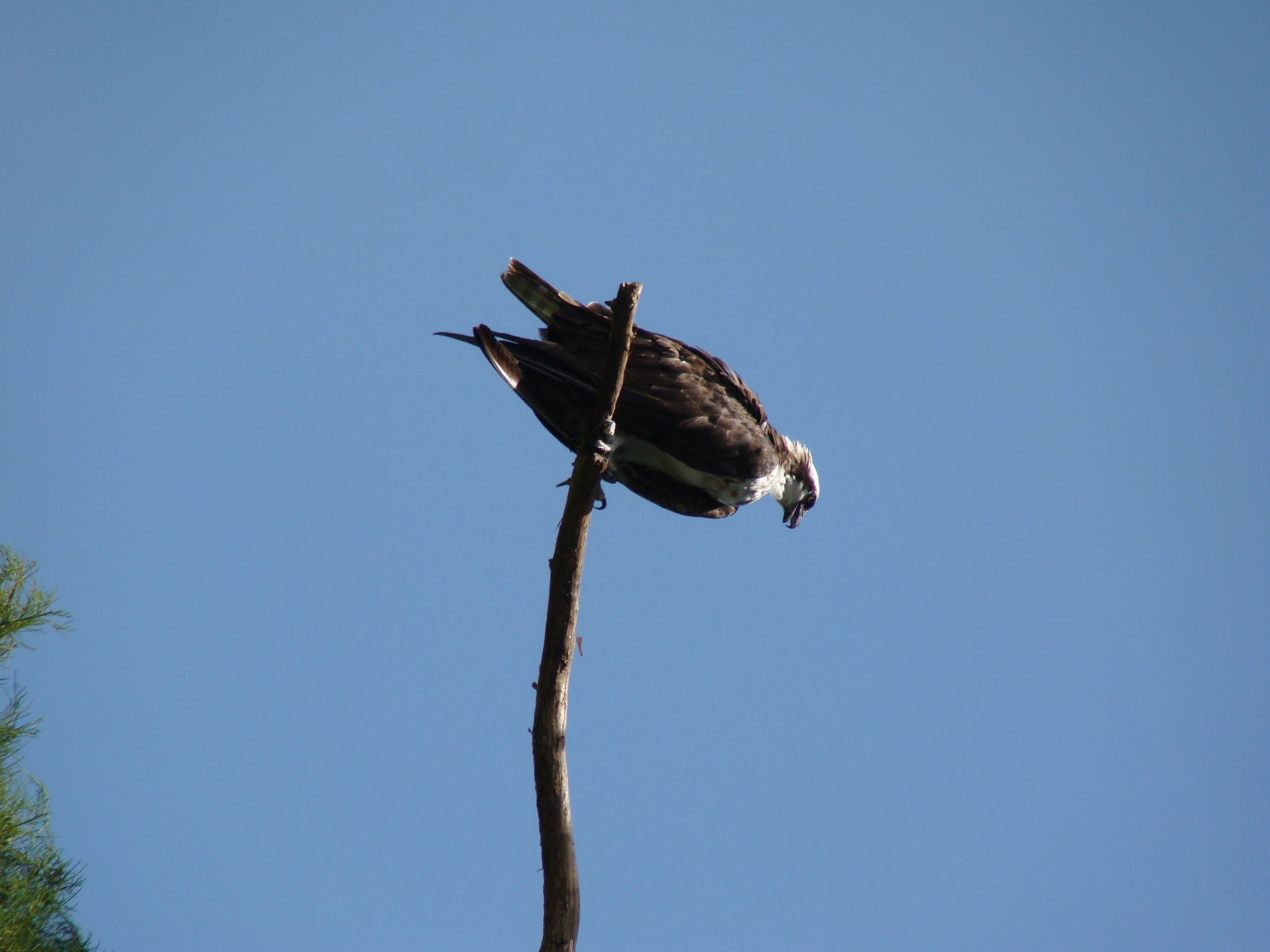 Osprey