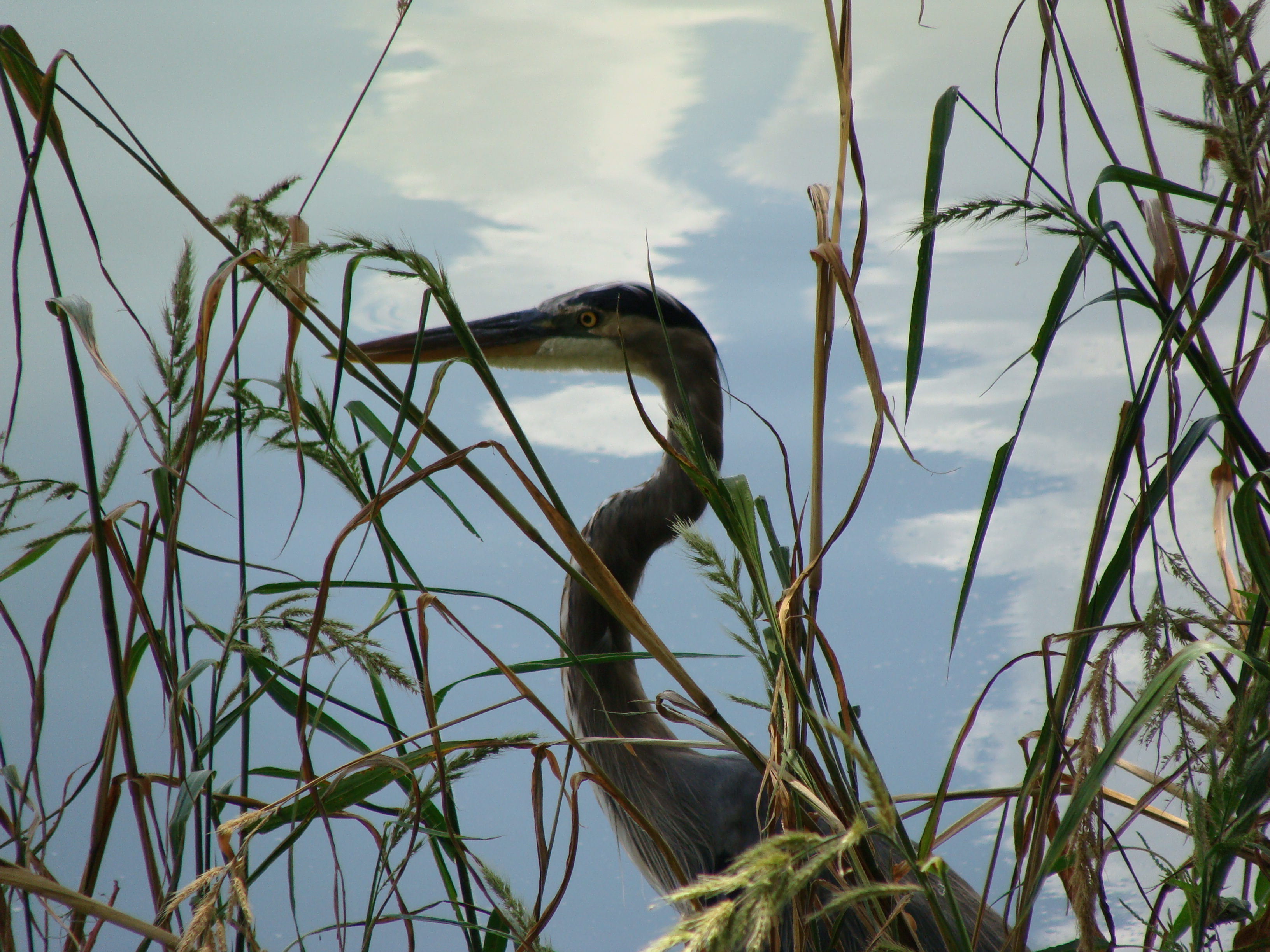Heron 2